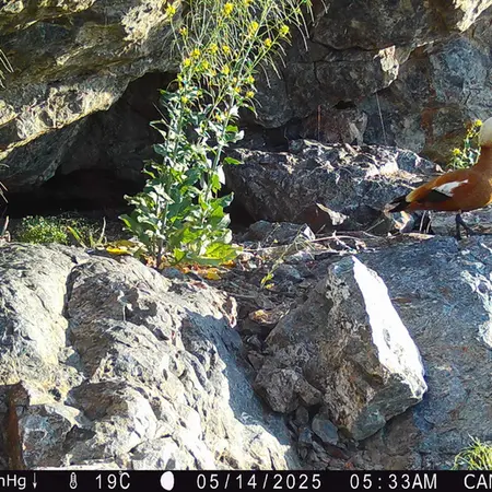 Фотография Огаря с фотоловушки Жунды 1