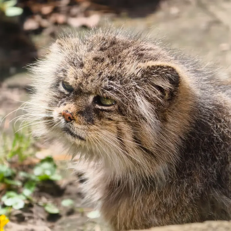 Фотография Паццо в Лодзинском Зоопарке