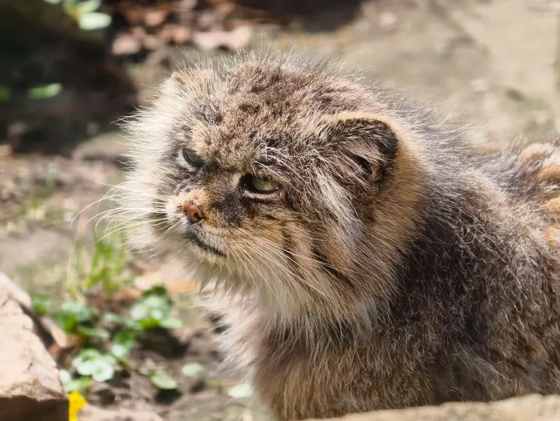 Фотография Паццо в Лодзинском Зоопарке