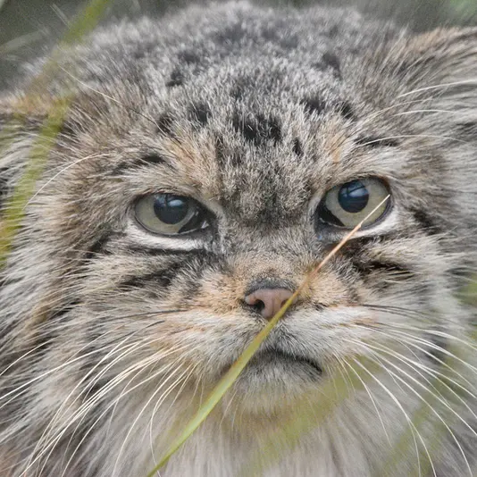 Фотография Джучи в Парке Диких Животных Хоулеттс