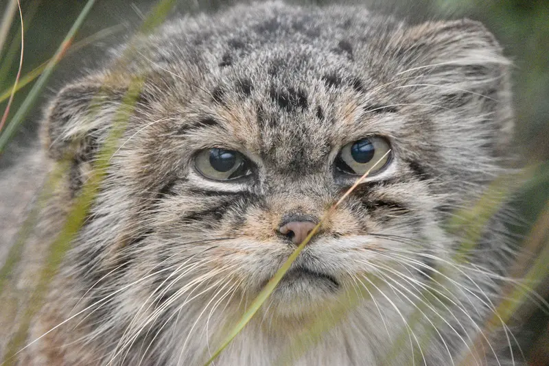 Фотография Джучи в Парке Диких Животных Хоулеттс