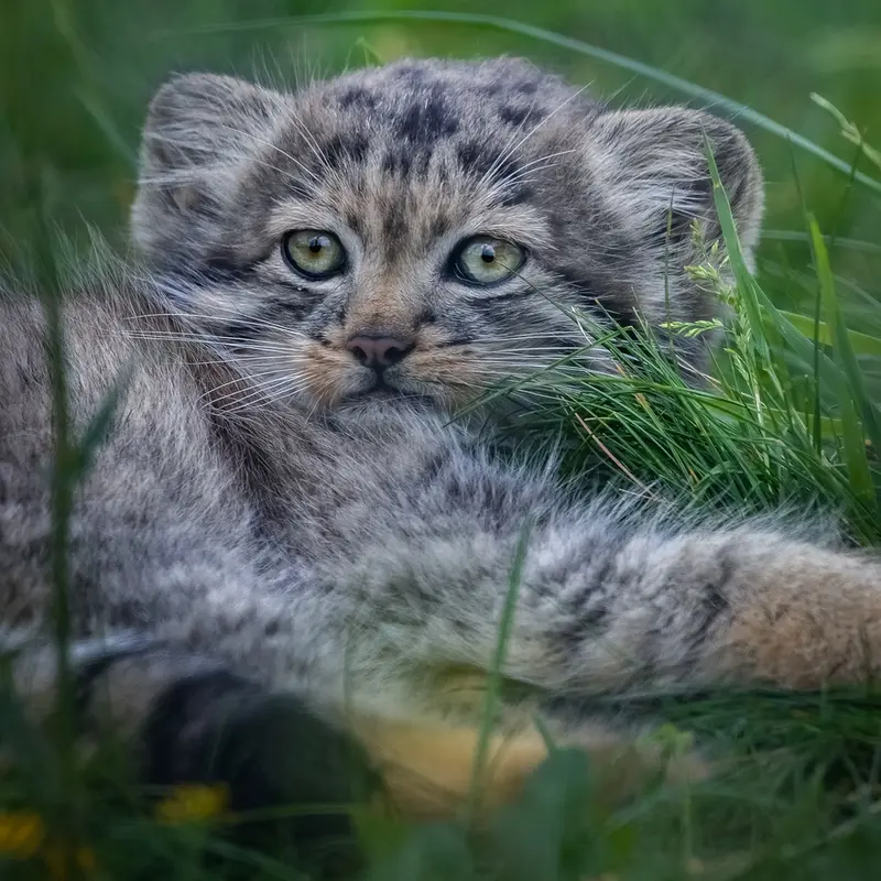 Фотография с манулом в Парке диких животных Порт-Лимпн