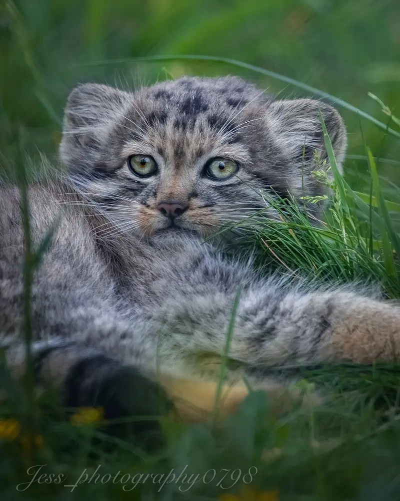 Фотография с манулом в Парке диких животных Порт-Лимпн