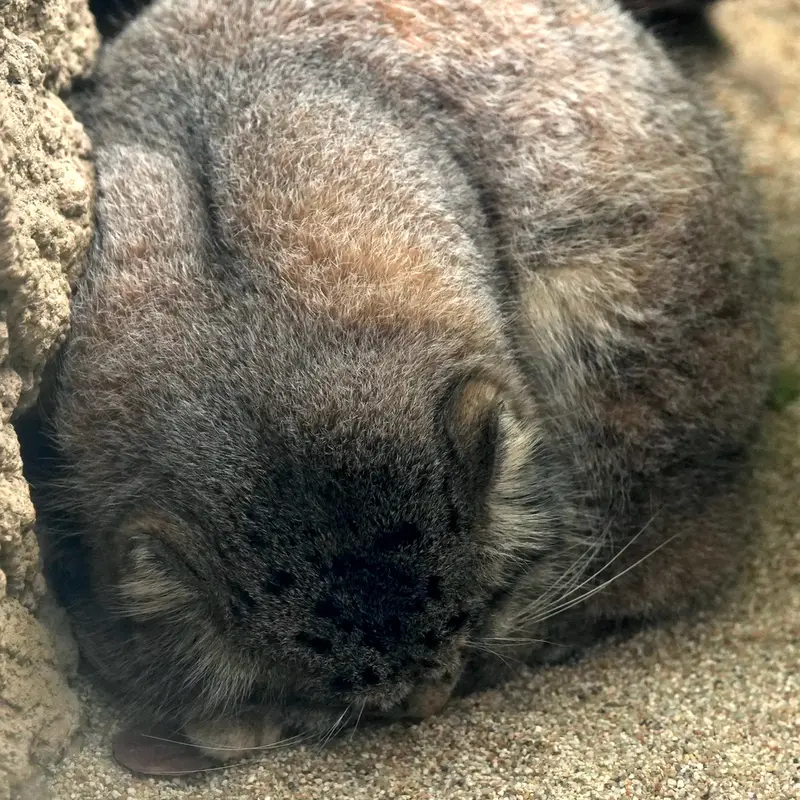 Фотография Нара в Царстве Животных Кобе