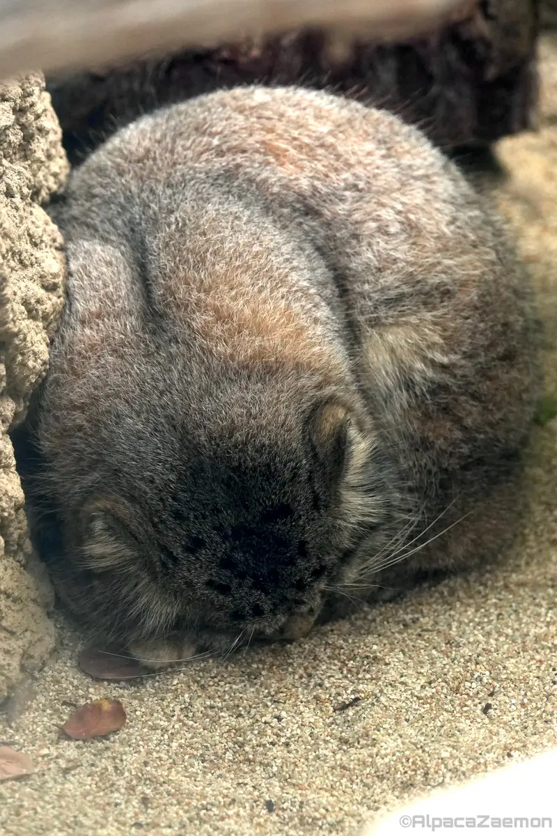 Фотография Нара в Царстве Животных Кобе