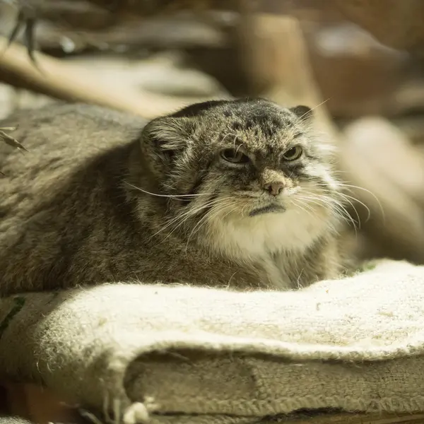 Фотография Примулы в Зоопарке Уено