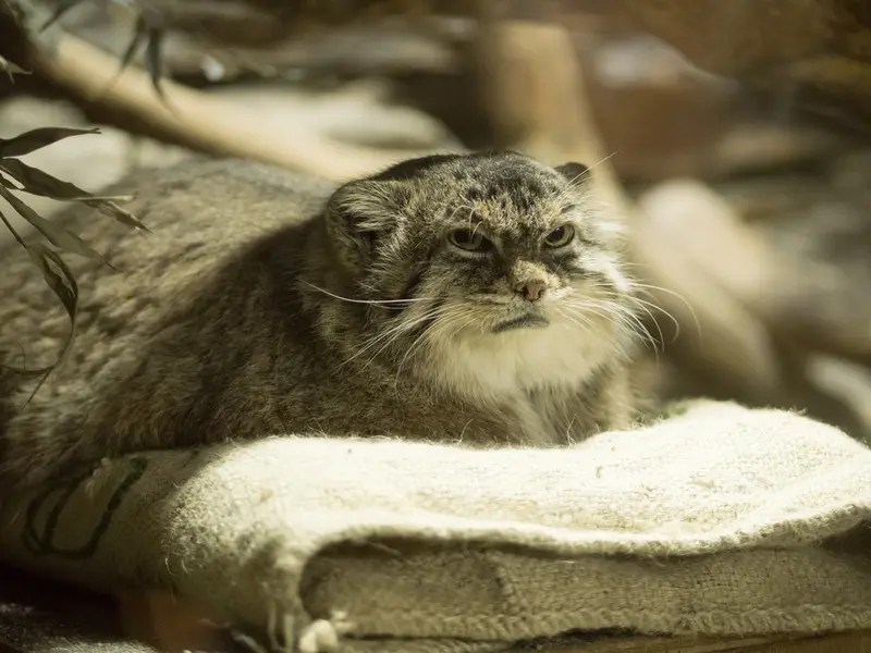 Фотография Примулы в Зоопарке Уено