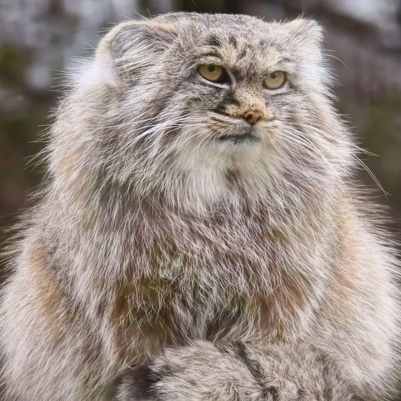 Фотография Айсена в Кошицком Зоопарке