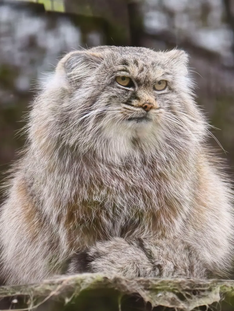 Фотография Айсена в Кошицком Зоопарке