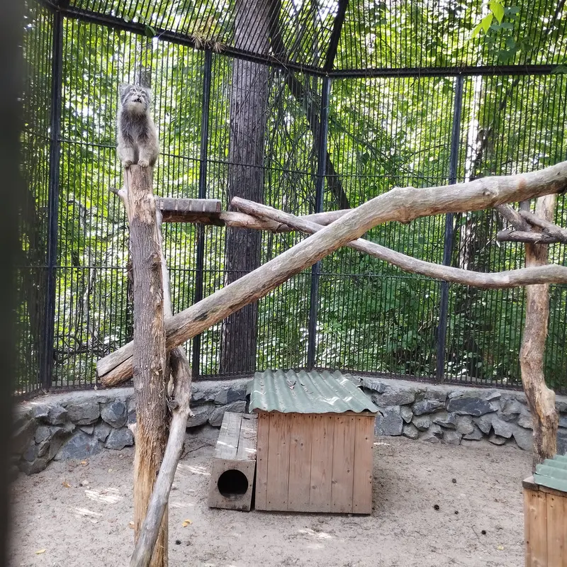 Фотография с манулом в Новосибирском Зоопарке