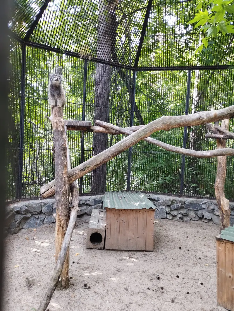 Фотография с манулом в Новосибирском Зоопарке