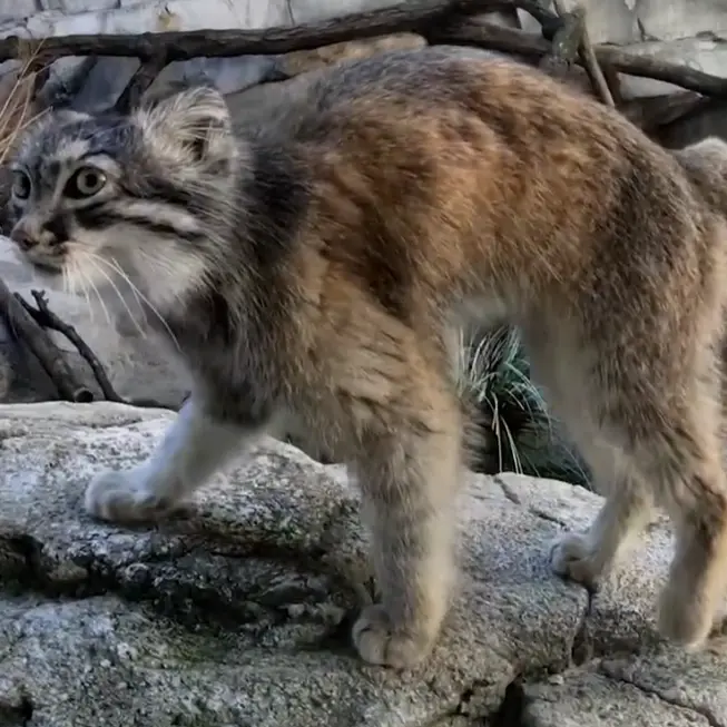 Фотография Муса в Зоопарке и аквариуме Колумбуса