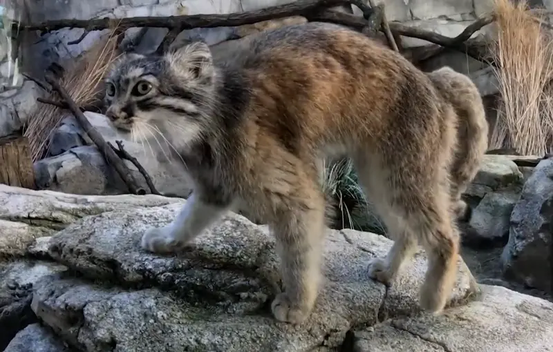 Фотография Муса в Зоопарке и аквариуме Колумбуса