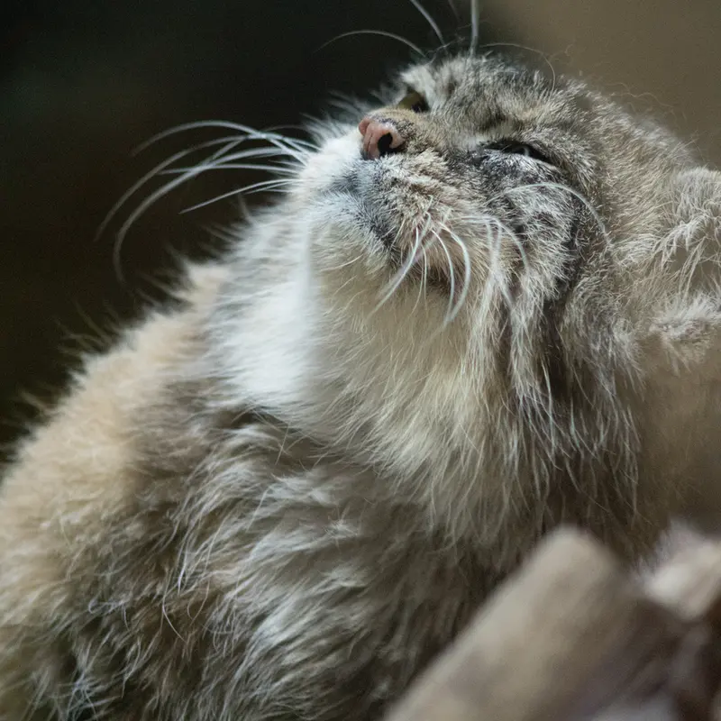 Фотография Примулы в Зоопарке Уено