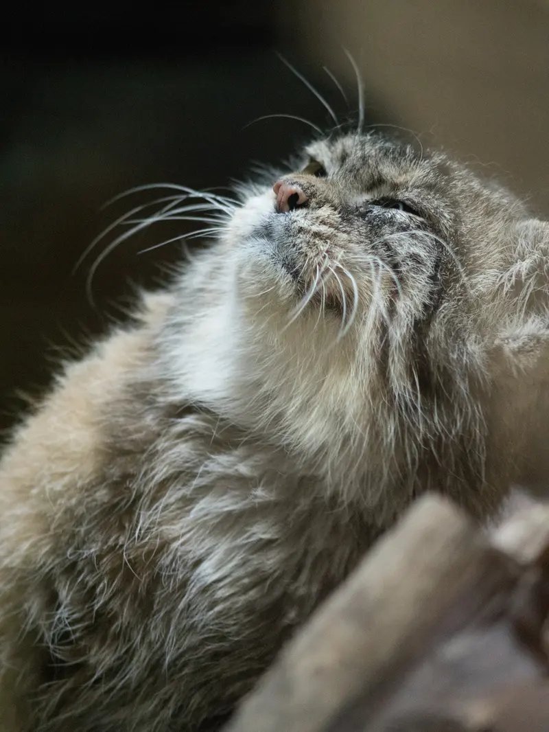 Фотография Примулы в Зоопарке Уено