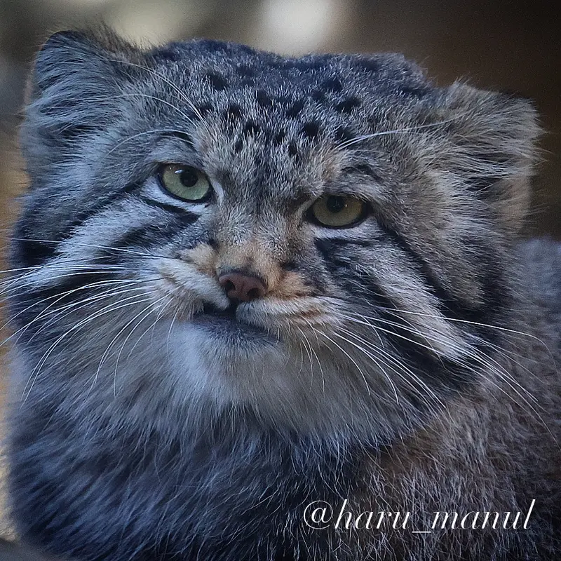 Фотография Нагому в Царстве Животных Насу