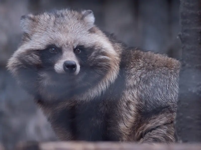 Фотография с манулом