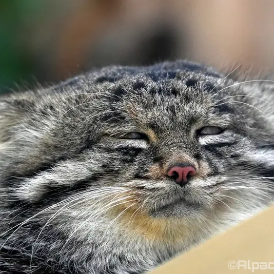 Фотография Нара в Царстве Животных Кобе