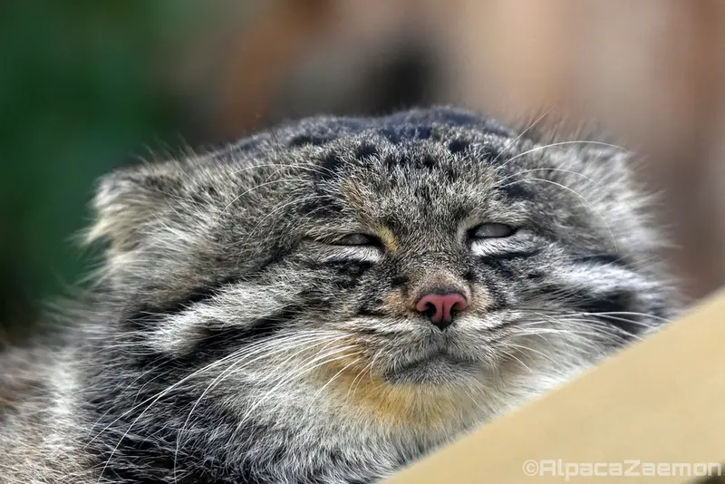 Фотография Нара в Царстве Животных Кобе