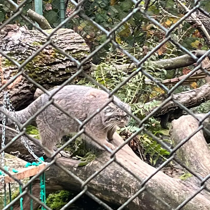 Фотография с манулом