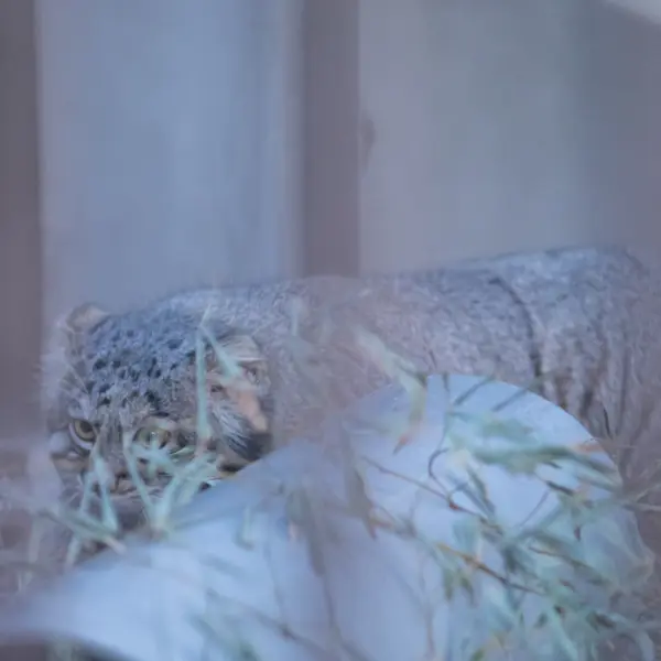 Фотография Фиги в Зоопарке Ногеяме