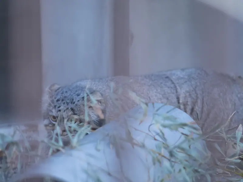 Фотография Фиги в Зоопарке Ногеяме