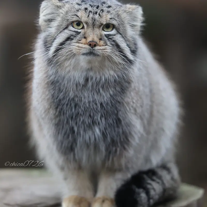 Фотография Нагому в Царстве Животных Насу