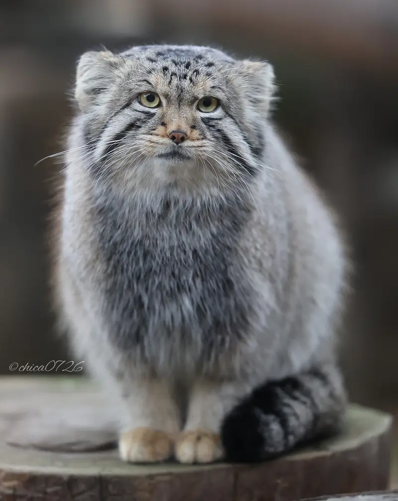 Фотография Нагому в Царстве Животных Насу