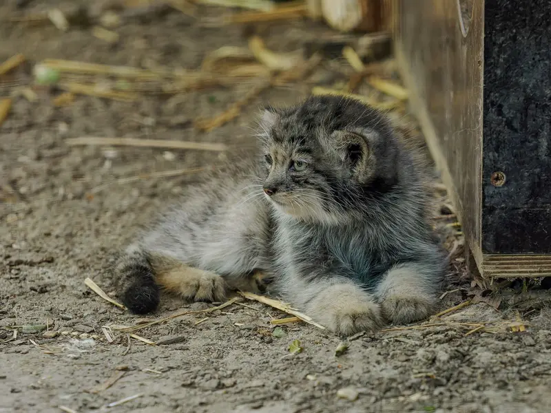 Фотография с манулом в Зоопарке Брно