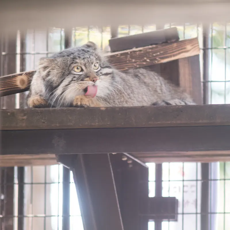 Фотография Фиги в Зоопарке Ногеяме