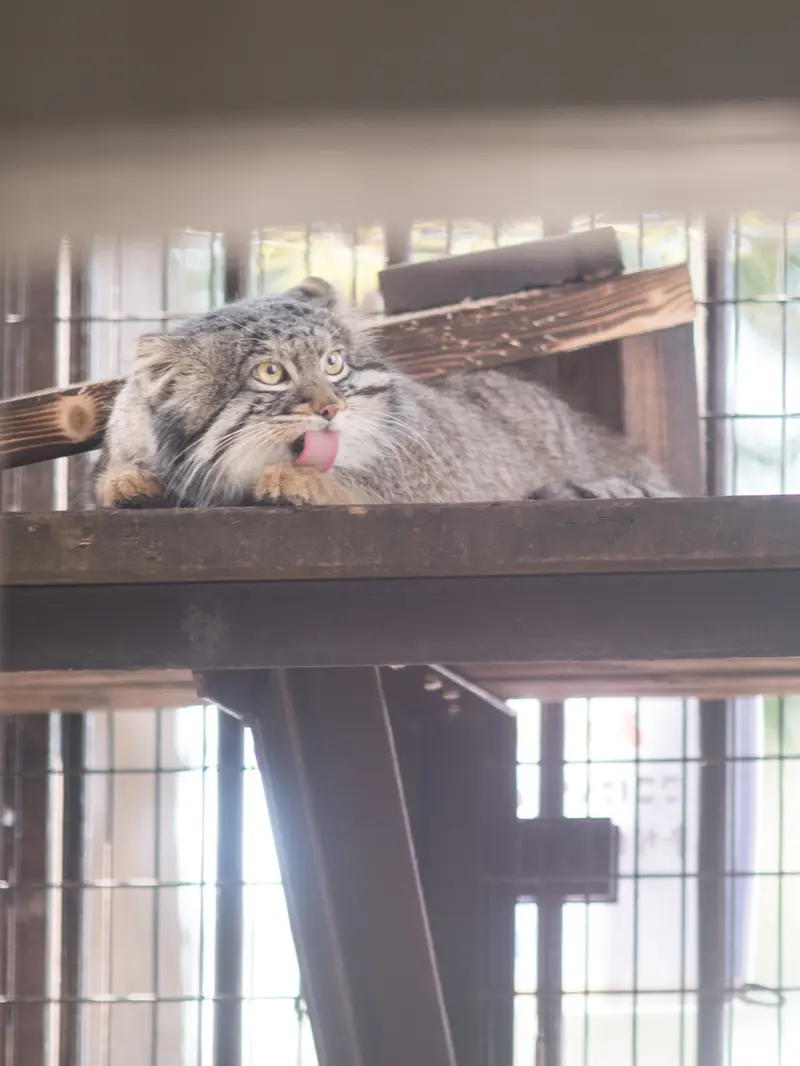 Фотография Фиги в Зоопарке Ногеяме