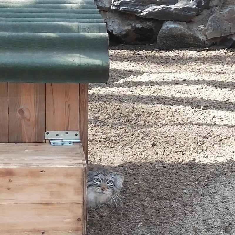 Фотография с манулом в Новосибирском Зоопарке