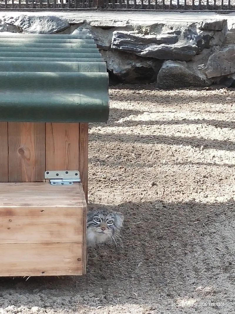 Фотография с манулом в Новосибирском Зоопарке