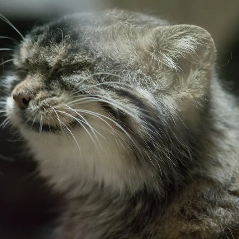 Фотография Примулы в Зоопарке Уено