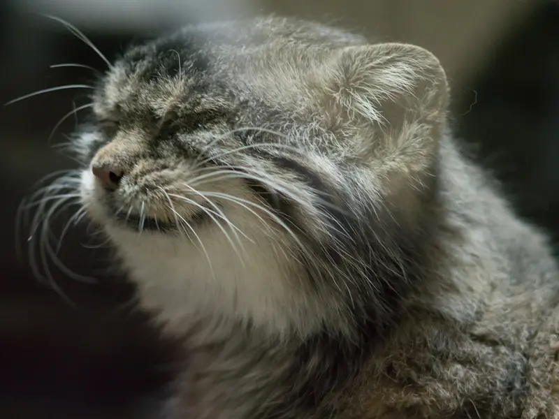 Фотография Примулы в Зоопарке Уено