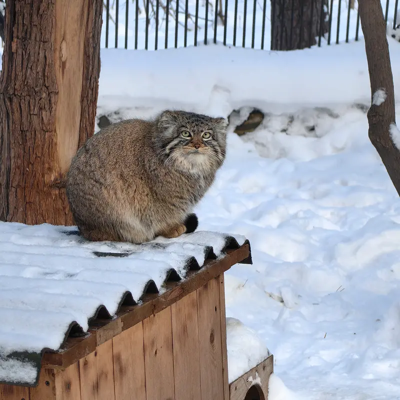 Фотография Евчонки 2023 Г.р. Ⅲ в Новосибирском Зоопарке