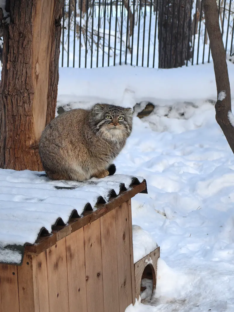 Фотография Евчонки 2023 Г.р. Ⅲ в Новосибирском Зоопарке