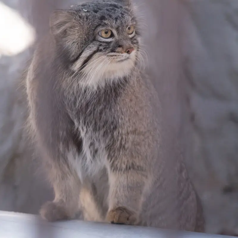 Фотография Фиги в Зоопарке Ногеяме