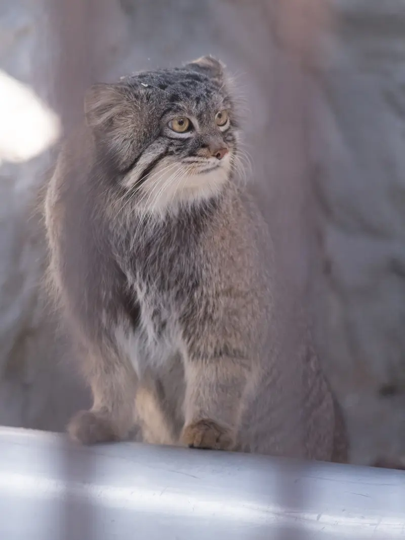 Фотография Фиги в Зоопарке Ногеяме