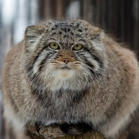 Фотография с манулом в Новосибирском Зоопарке