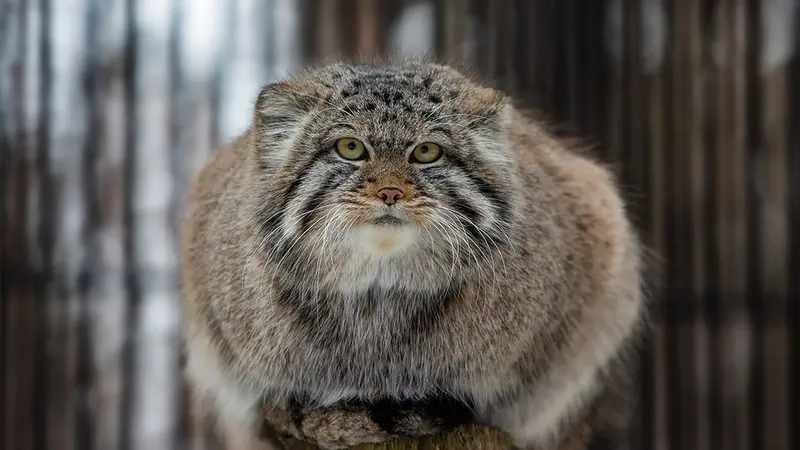 Фотография Бориса в Новосибирском Зоопарке