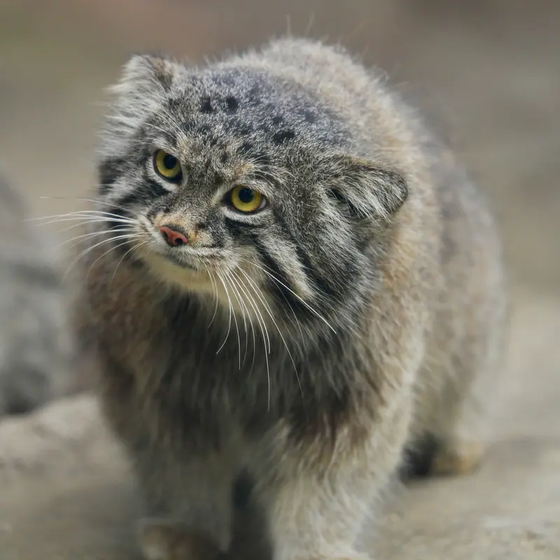 Фотография Нара в Царстве Животных Кобе