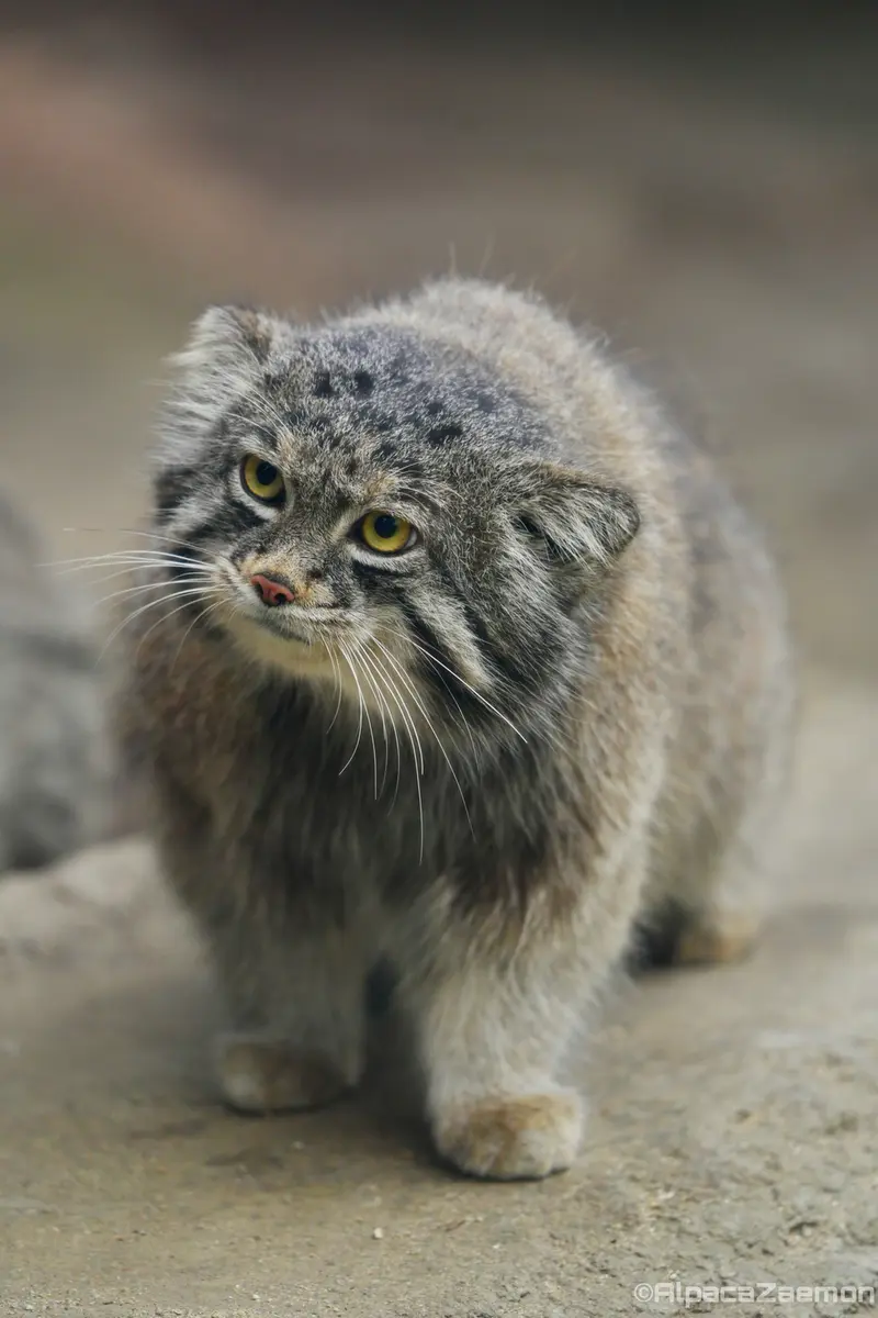 Фотография Нара в Царстве Животных Кобе