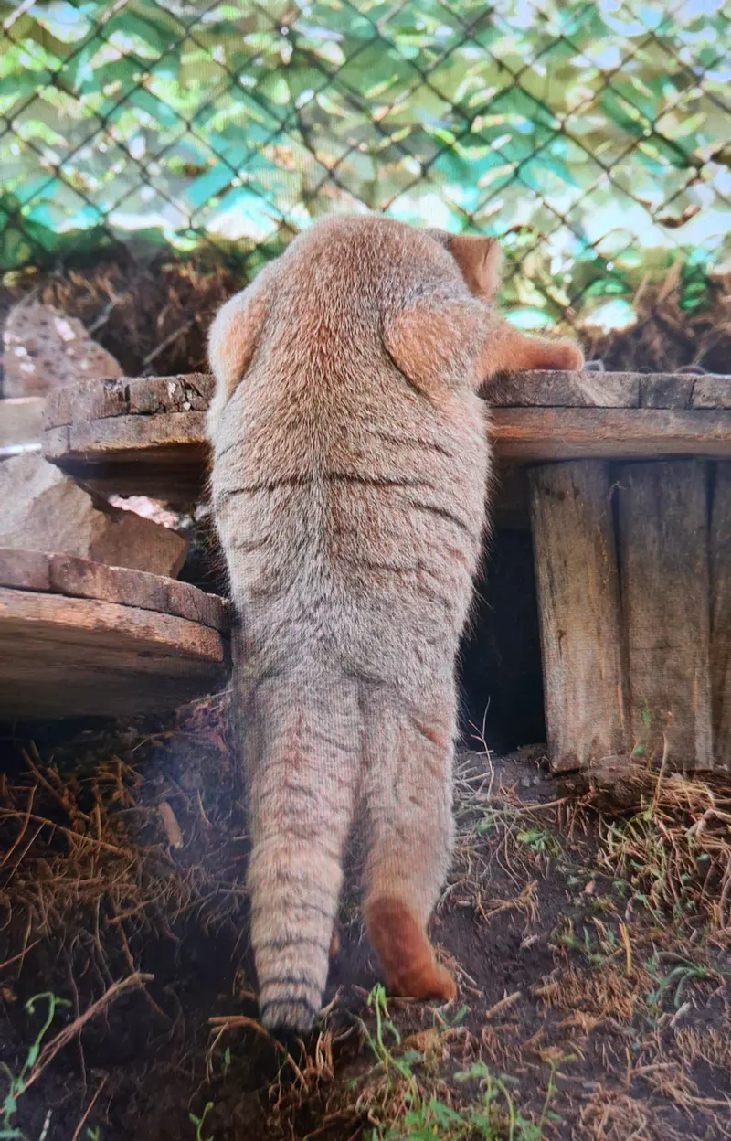 Фотография с манулом
