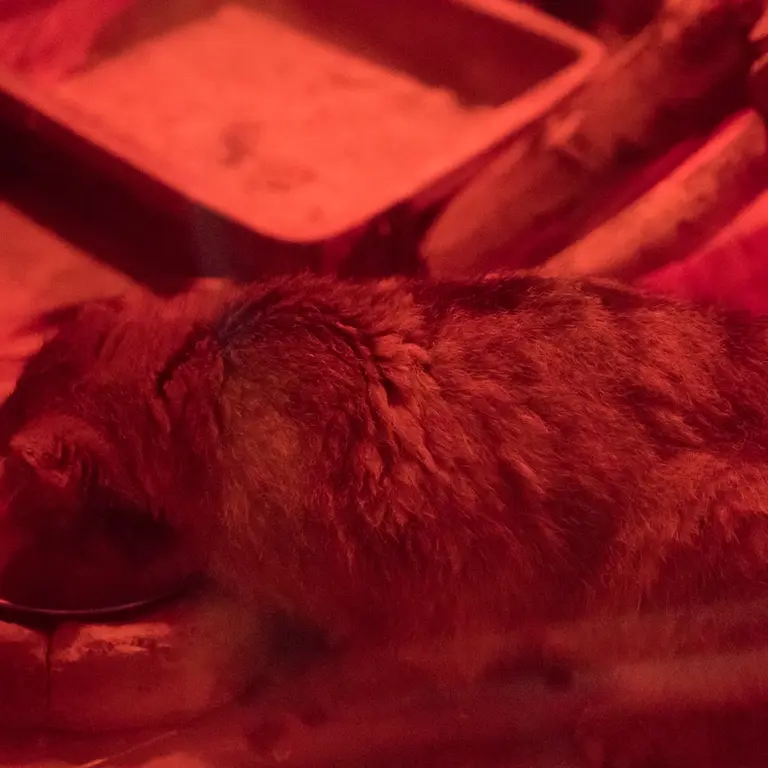 Фотография Найма в Зоопарке Уено