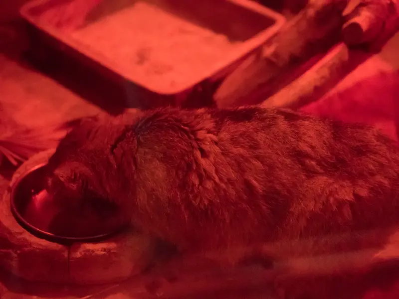 Фотография Найма в Зоопарке Уено