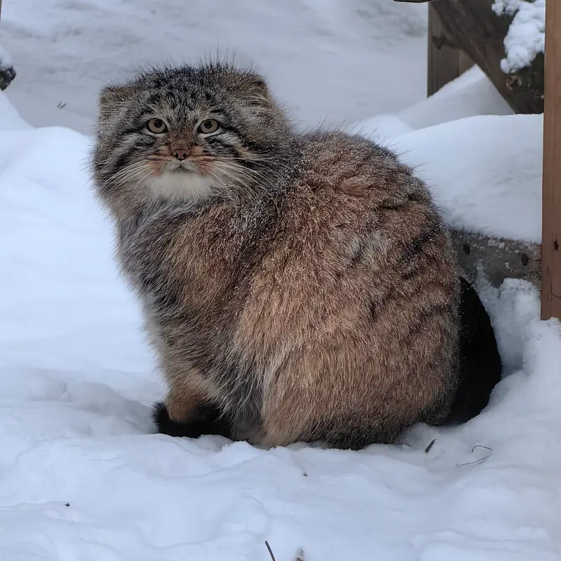Фотография Сына Снежинки 2025 г.р. Ⅳ в Новосибирском Зоопарке