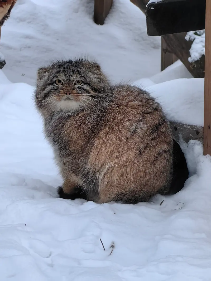 Фотография Сына Снежинки 2025 г.р. Ⅳ в Новосибирском Зоопарке