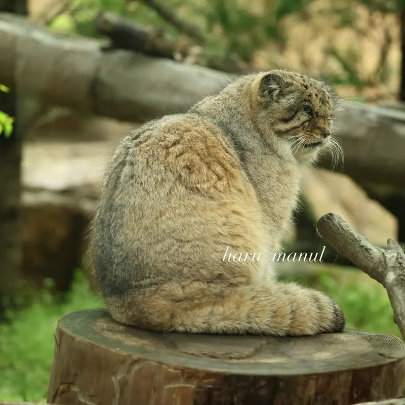 Фотография Бора в Царстве Животных Насу