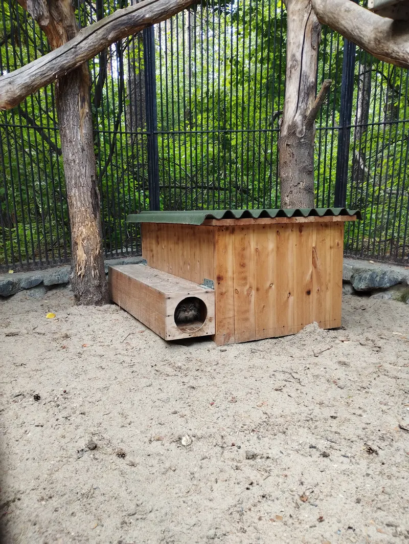 Фотография с манулом в Новосибирском Зоопарке